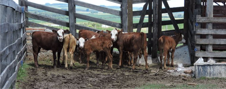 Rações Cotrisel auxiliam no aumento de produtividade em gado de cria
