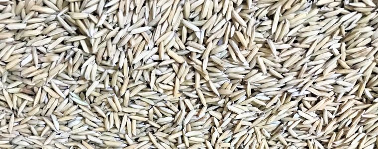 [DETEC INFORMA] Manejo de pragas e conservação de grãos armazenados 2