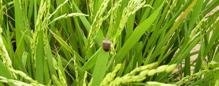 [DETEC INFORMA] Danos do Percevejo-do-colmo do arroz