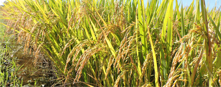 Andamento da safra 2018/2019: soja e arroz