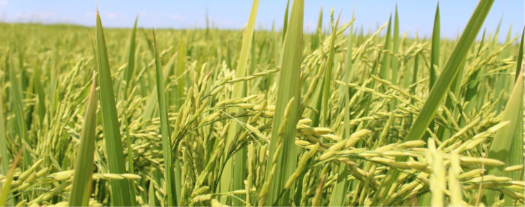 [DETEC INFORMA] Importância do nitrogênio na cultura do arroz irrigado